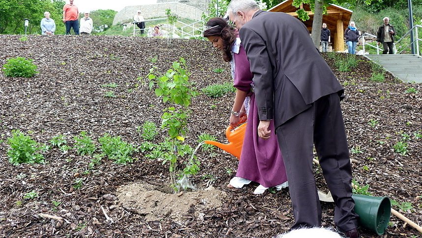 Fliederbaum an neuem Ort gepflanzt