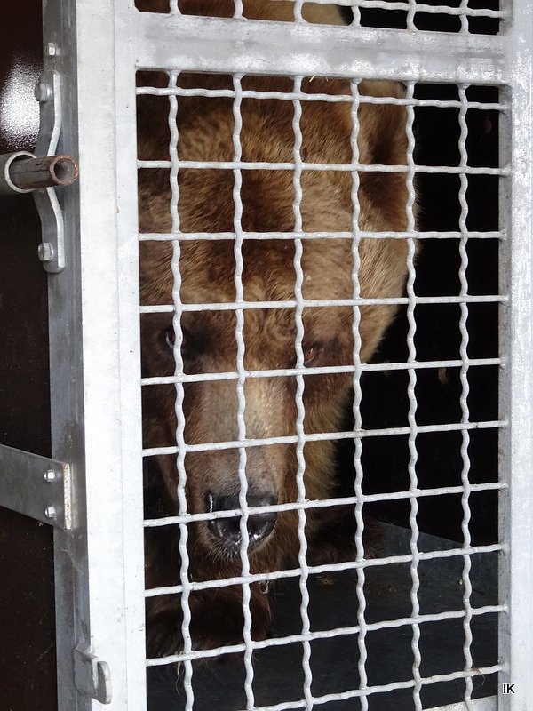 B&auml;rin Conny zieht nach Worbis