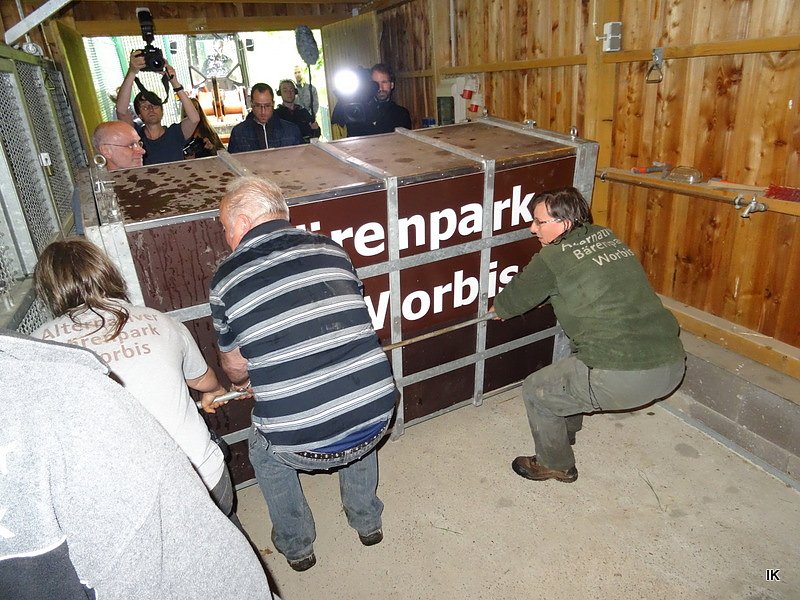 B&auml;rin Conny zieht nach Worbis