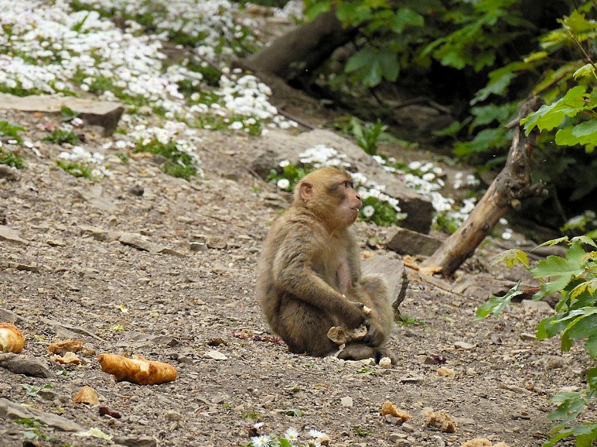 Besuch im Affenwald 
