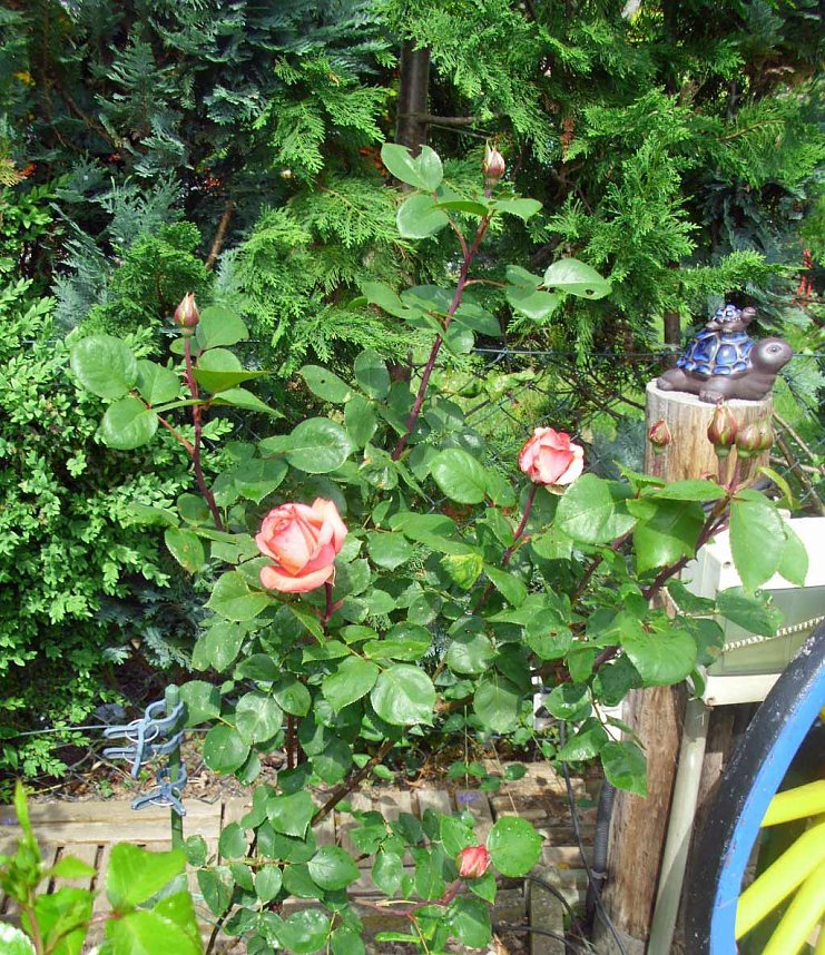 K&ouml;nigin der Blumen