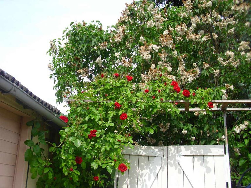 K&ouml;nigin der Blumen