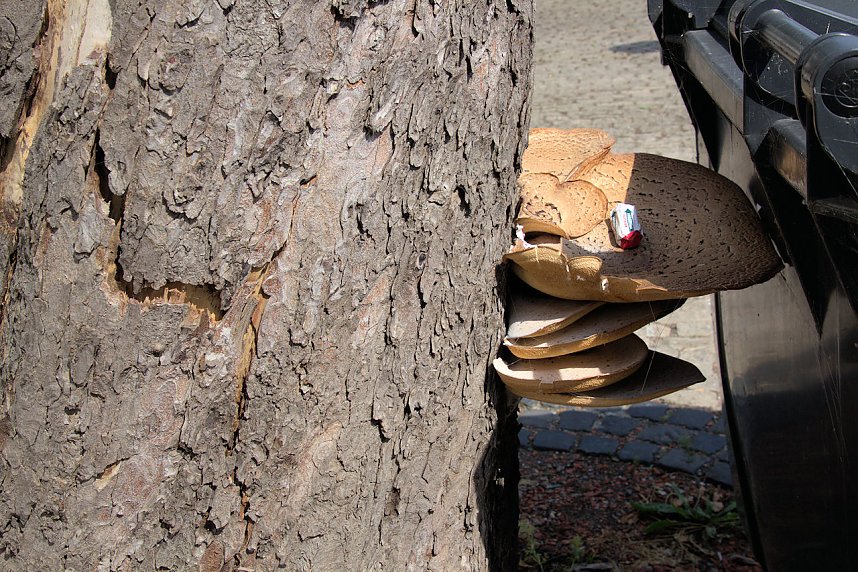 Oldtimer im Schlosspark