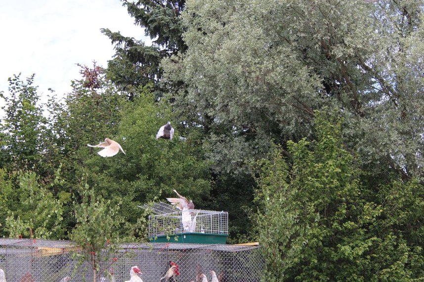 Wasserschlacht in Niederspier