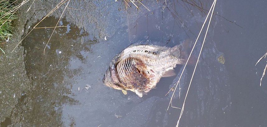 Geld f&uuml;r Teichsanierung wird gebraucht