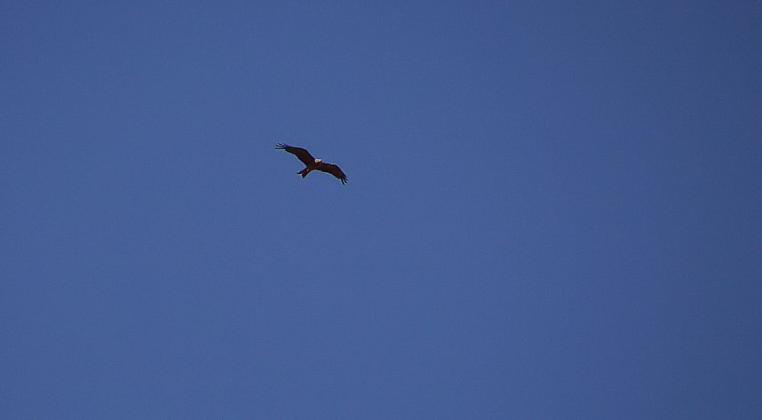 18. Flugtage in Hain