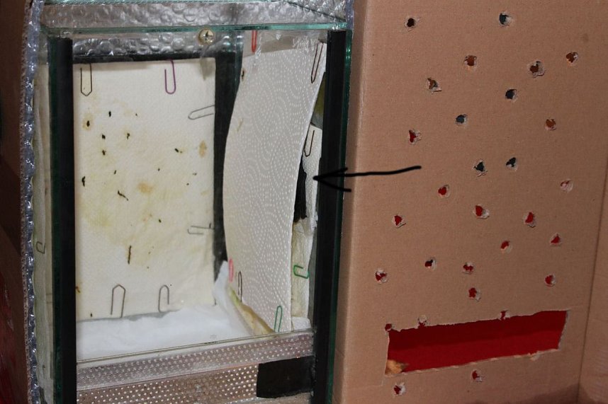 Heimliche Nachbarn gezeigt