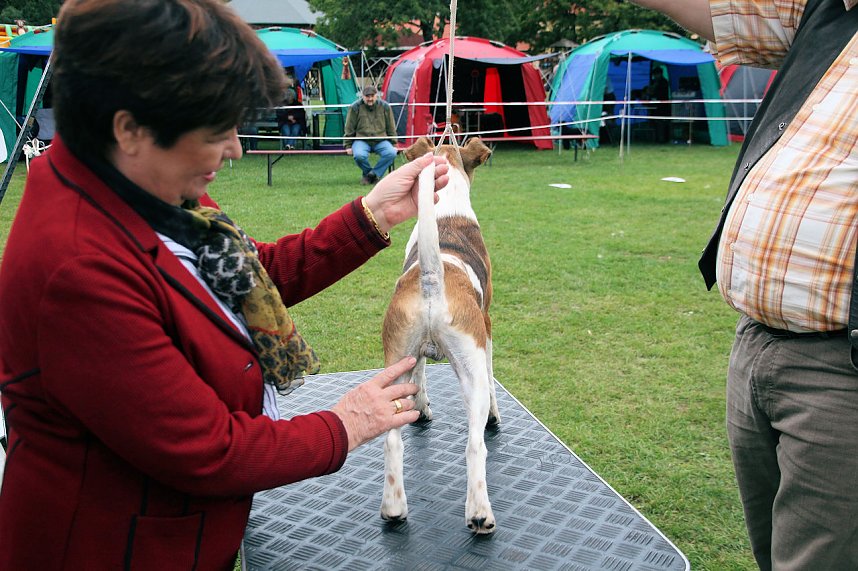 Hunde auf dem Possen