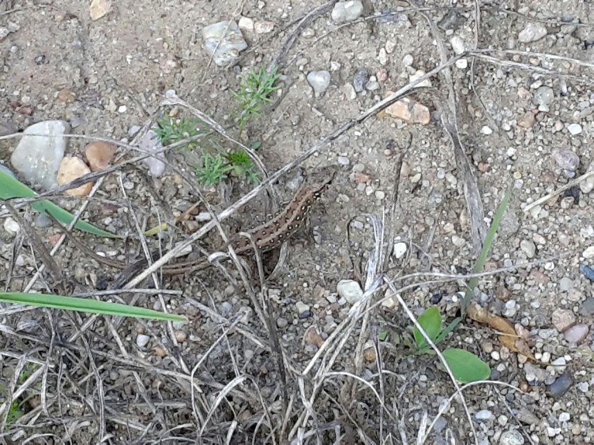 In der Elbe gefunden