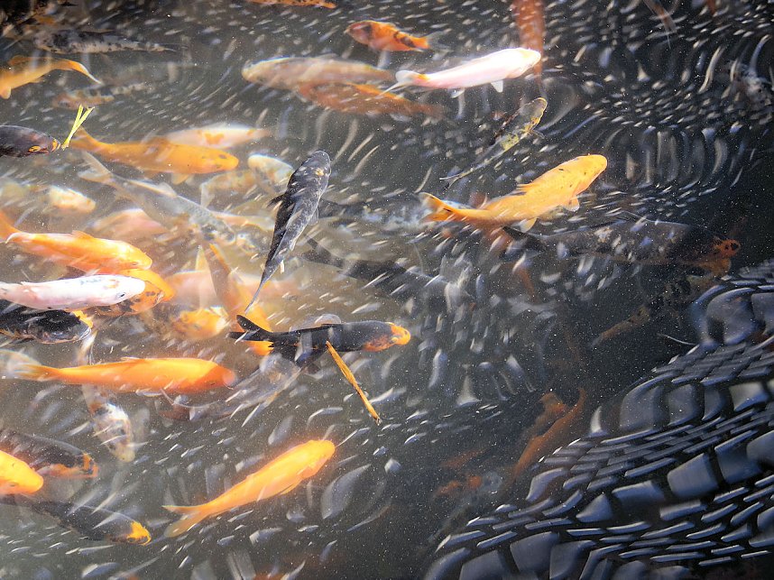 Fischerfest in Auleben