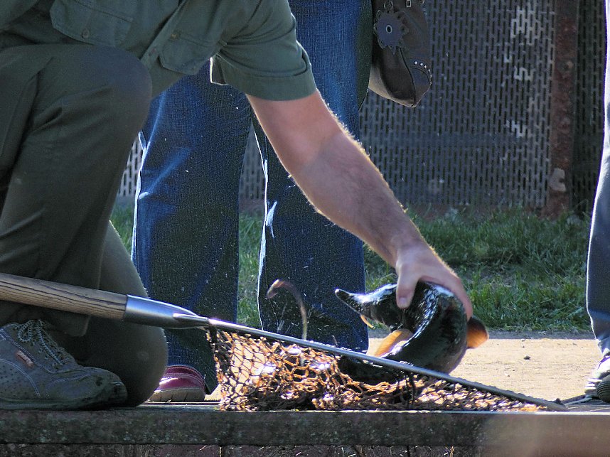 Fischerfest in Auleben