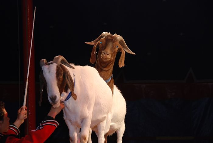 Circus Rolina gastiert in Nordhausen 