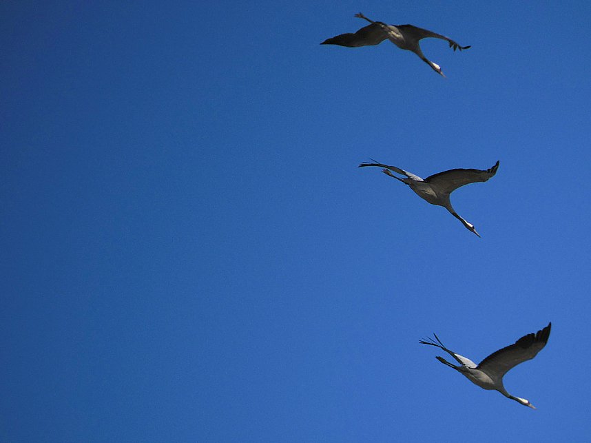 Die Flugschau ist er&ouml;ffnet