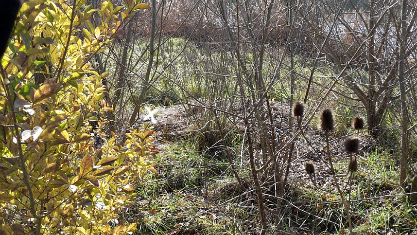 Es ist schon erstaunlich was da so alles entlang der Wipper in Sondershausen abgeladen wird. Dabei hat kn wieder einige frische und alte Entdeckungen gemacht�  ###pic### Hier wurden mal wieder in einem M&uuml;llsack offensichtlich alte Pflanzgef&auml;&szlig;e entsorgt. So weit ja noch ganz gut.  ###pic### Muss man aber seine M&uuml;llt&uuml;ten unbedingt auf dem Wipperdamm nahe der Kiesgrube ablegen. Wer macht sich die M&uuml;h