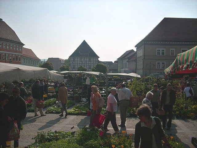 Pflanzenmarkt am Sonntag