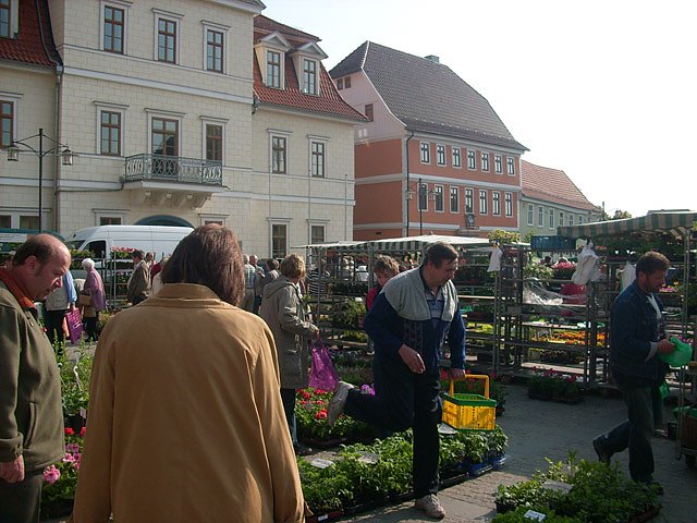 Pflanzenmarkt am Sonntag