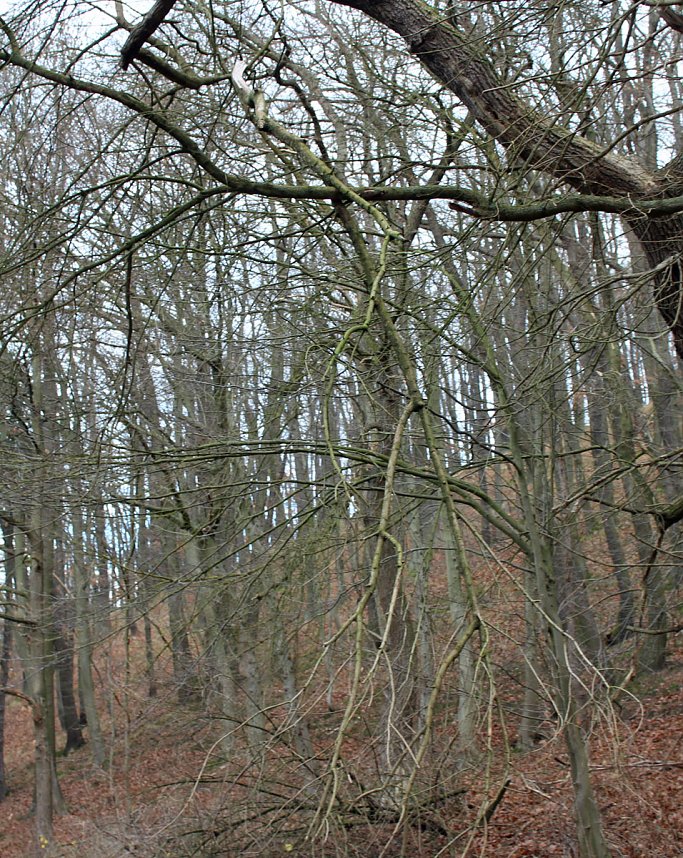 Br&uuml;ckental von Sondershausen meiden