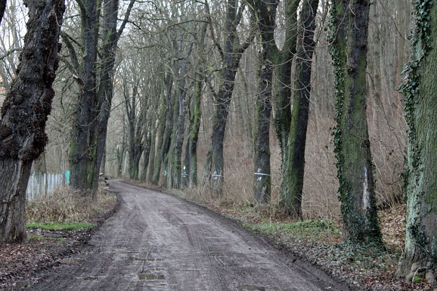 Kahlschlag um und hinterm Hammateich?