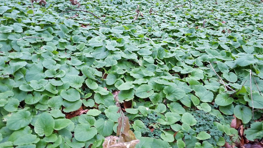 Nicht nur gr&uuml;ne Oasen