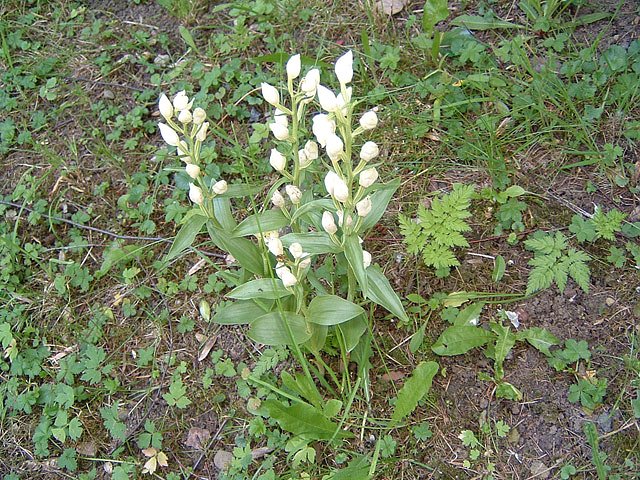 Orchideenfest G&uuml;nserode