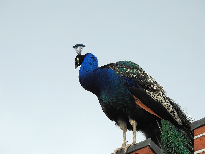Fr&uuml;hlingserwachen in der Vogelwelt