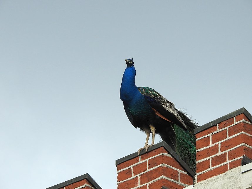 Fr&uuml;hlingserwachen in der Vogelwelt