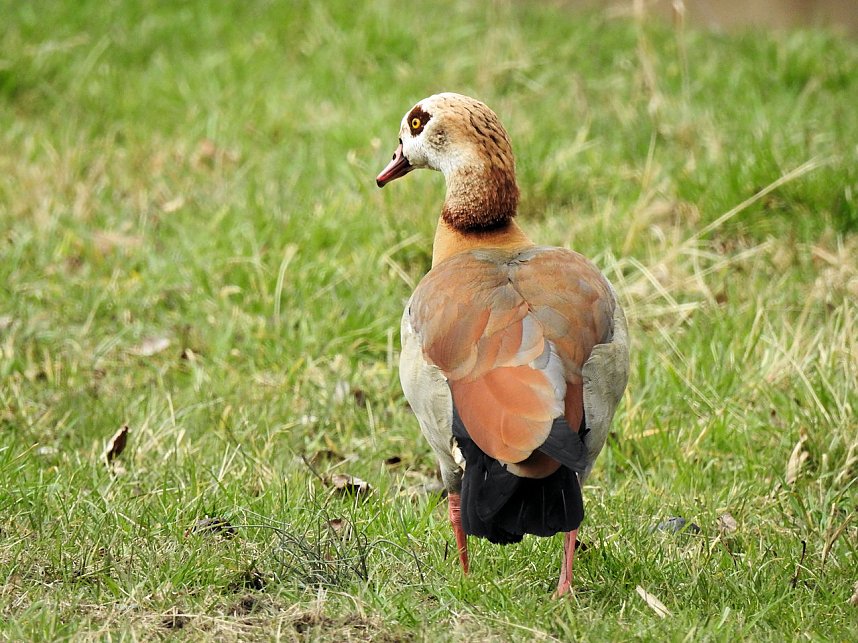 Fr&uuml;hlingserwachen in der Vogelwelt
