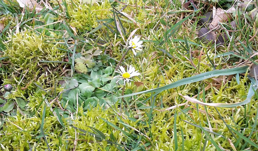 Es bl&uuml;ht und gr&uuml;nt trotz Wetterwarnung