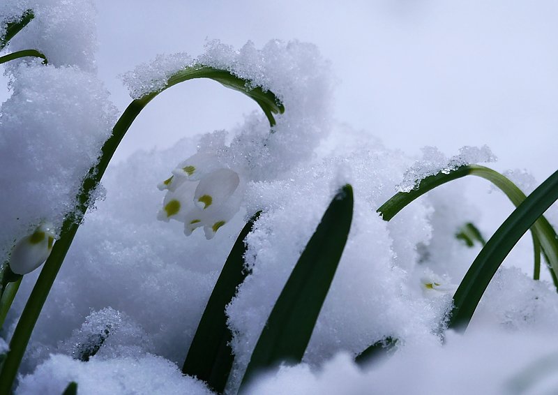 Winter statt Fr&uuml;hling
