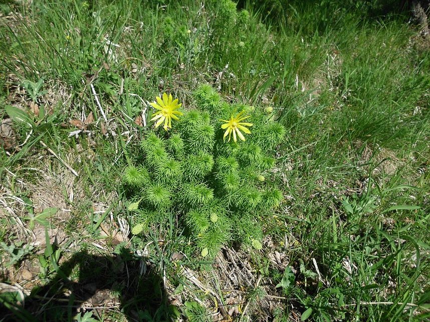 Fr&uuml;hlingswanderung durch das Wippertal bei G&uuml;nserode