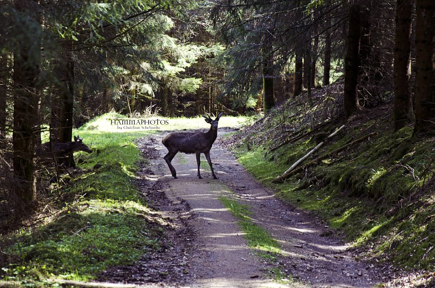 Unterwegs im Naturpark S&uuml;dharz