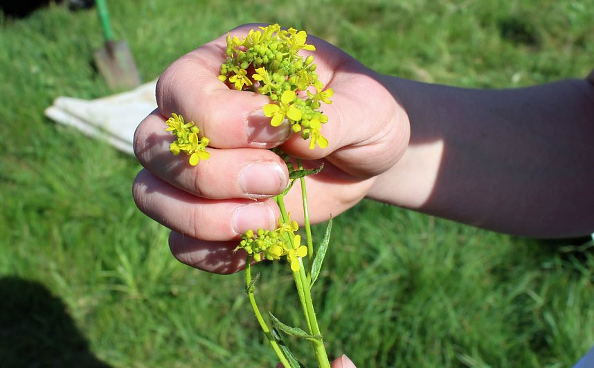 Studien zur Erhaltung der Natur
