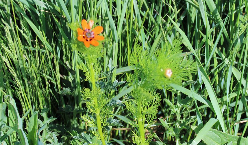 Studien zur Erhaltung der Natur