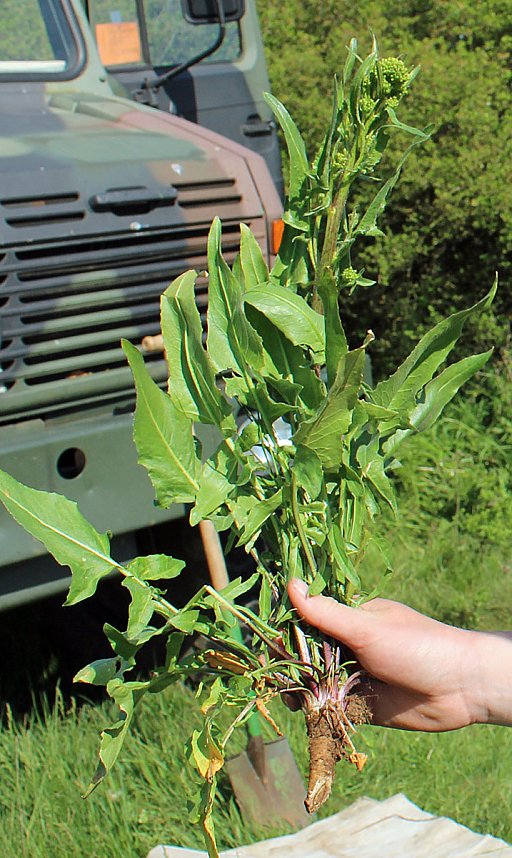 Studien zur Erhaltung der Natur