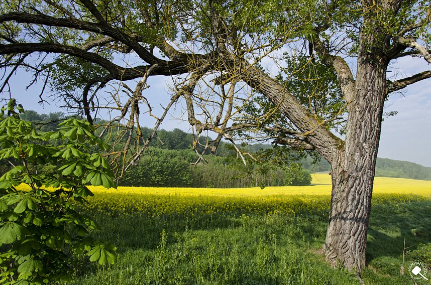 Wanderung im Morgengrauen