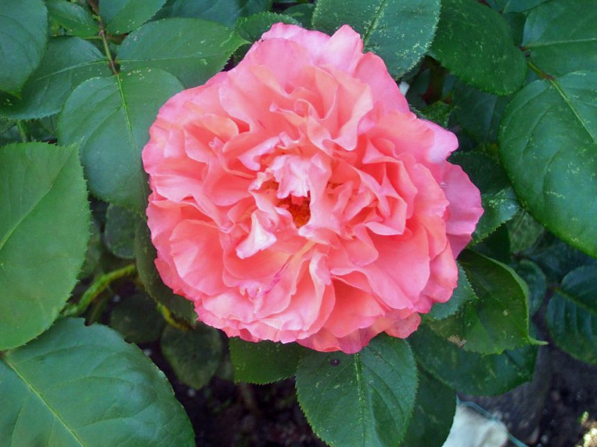 Rosen � K&ouml;niginnen der Blumen stehen in wahrer Bl&uuml;tenpracht