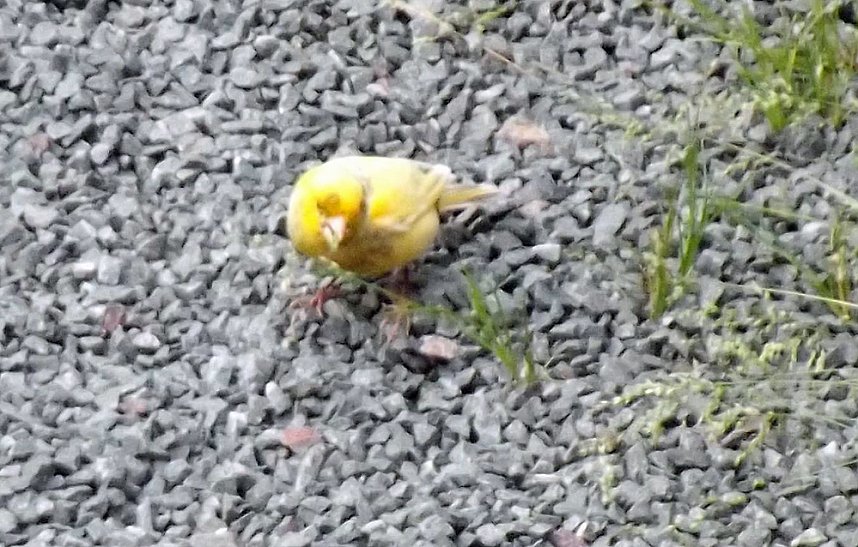 Wer kennt diese V&ouml;gel?