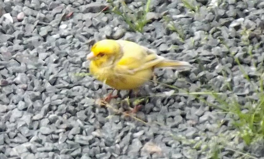 Wer kennt diese V&ouml;gel?