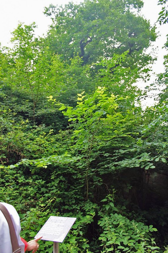 Klingender Wanderweg &uuml;bergeben