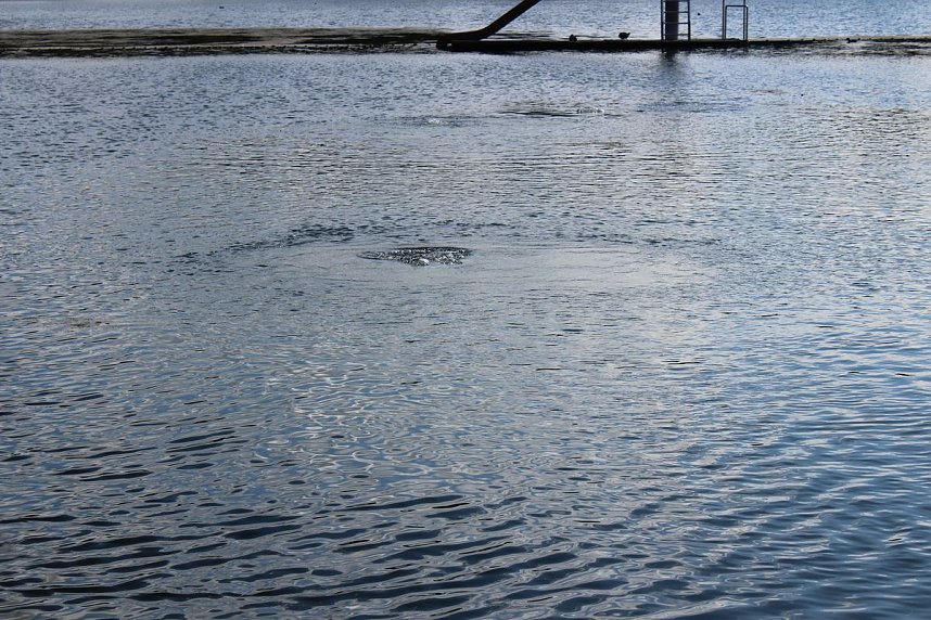 Grasmahd im Bebraer Teich