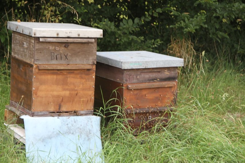 Geschichte erleben auf der Pfalz Tilleda