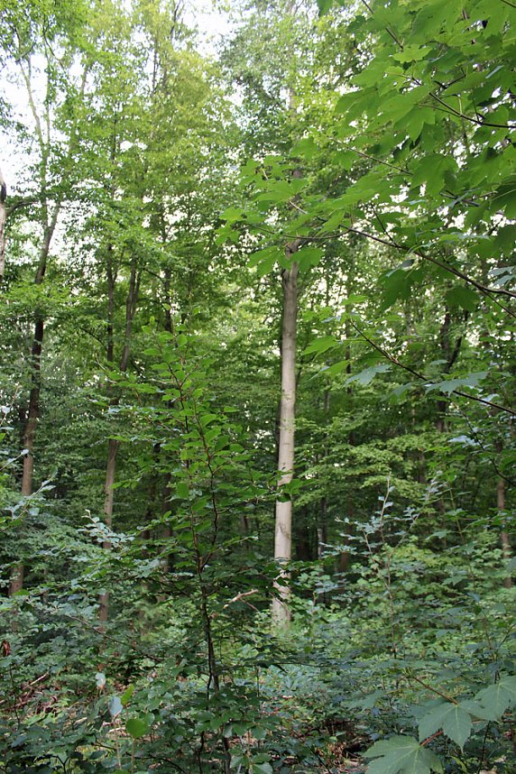 "S&uuml;dl&auml;ndische B&auml;ume im Possenwald"