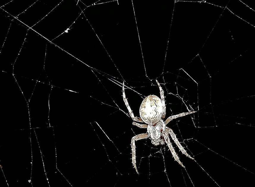 Spinnen im Mondschein am Goitzsche See