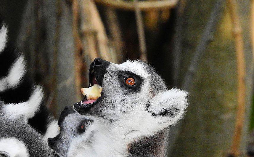 Gleich 12 mal konnte man sich im Affenwald auf dem Strau&szlig;berg &uuml;ber Nachwuchs freuen