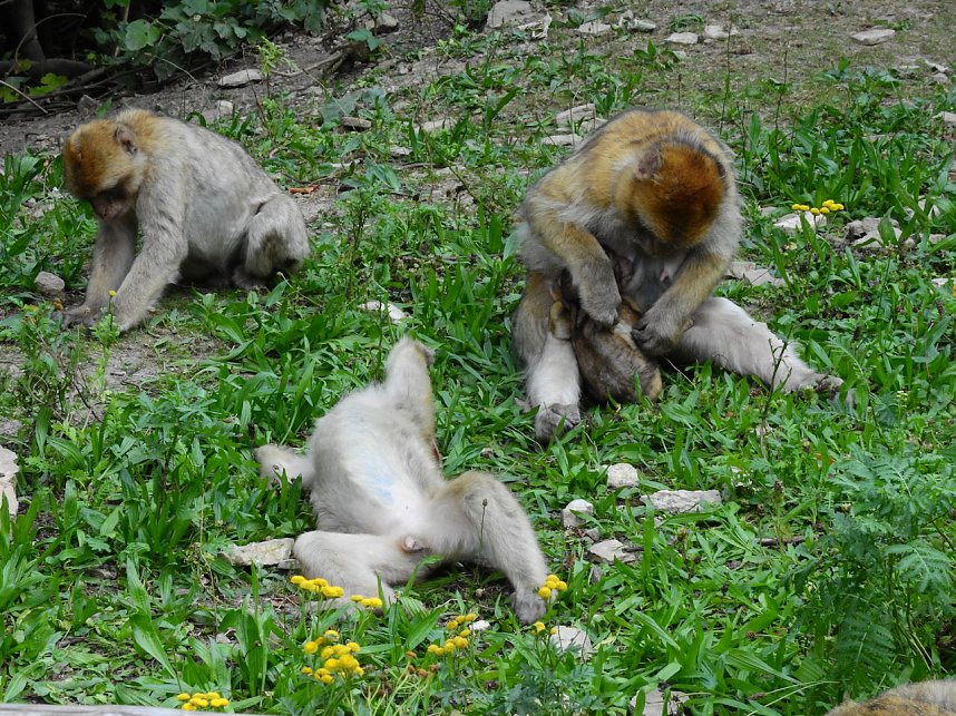 Gleich 12 mal konnte man sich im Affenwald auf dem Strau&szlig;berg &uuml;ber Nachwuchs freuen