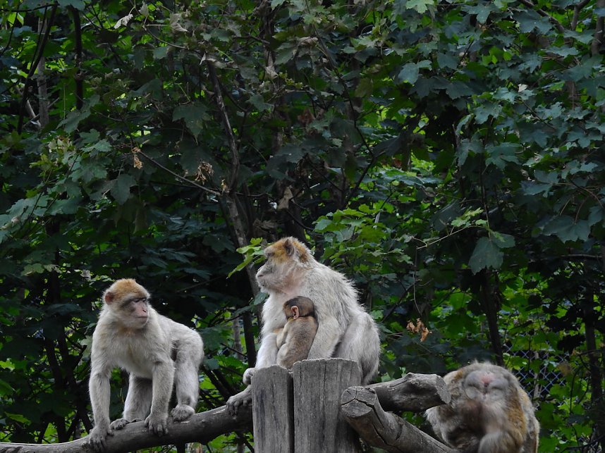 Gleich 12 mal konnte man sich im Affenwald auf dem Strau&szlig;berg &uuml;ber Nachwuchs freuen