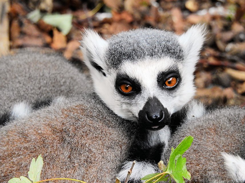 Gleich 12 mal konnte man sich im Affenwald auf dem Strau&szlig;berg &uuml;ber Nachwuchs freuen