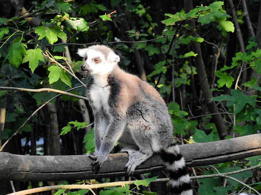 Gleich 12 mal konnte man sich im Affenwald auf dem Strau&szlig;berg &uuml;ber Nachwuchs freuen
