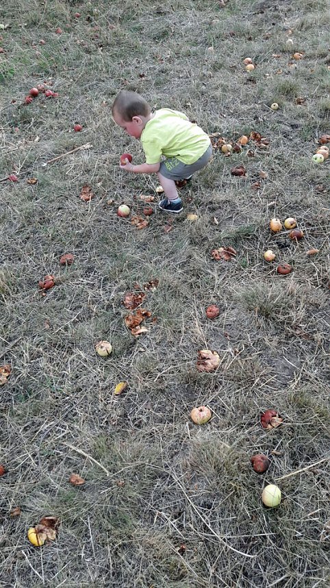 Apfelernte der Kinder