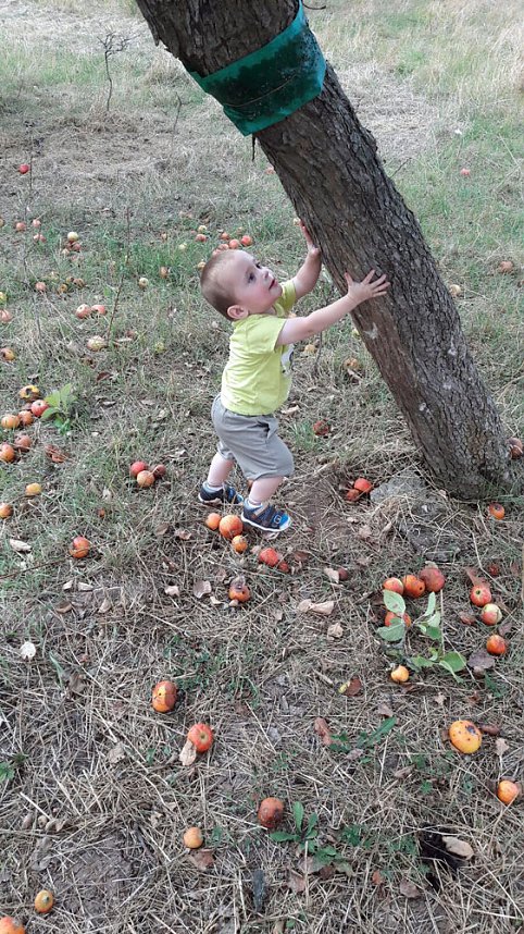 Apfelernte der Kinder